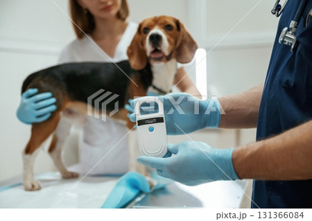 In blue gloves. Two veterinarians are working with beagle dog in clinic In blue gloves. Two veterinarians are working with beagle dog in clinic 131366084