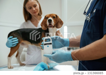 White modern device for searching tags. Two veterinarians are working with beagle dog in clinic 131366085