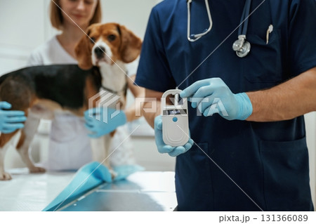 Holding electronic device in hand. Two veterinarians are working with beagle dog in clinic Holding electronic device in hand. Two veterinarians are working with beagle dog in clinic 131366089