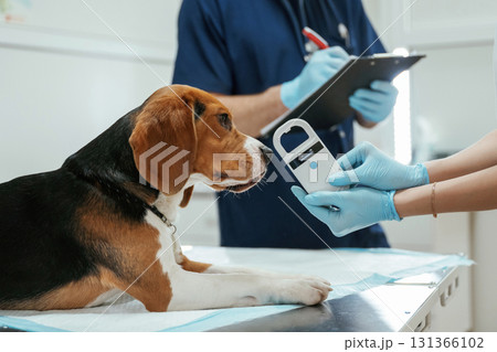 White modern device for searching tags. Two veterinarians are working with beagle dog in clinic White modern device for searching tags. Two veterinarians are working with beagle dog in clinic 131366102