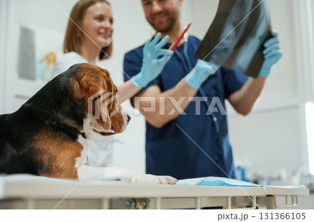 With x-ray. Two veterinarians are working with beagle dog in clinic 131366105