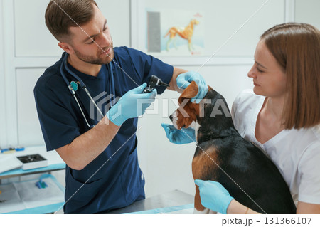 Busy by checking ears. Two veterinarians are working with beagle dog in clinic Busy by checking ears. Two veterinarians are working with beagle dog in clinic 131366107