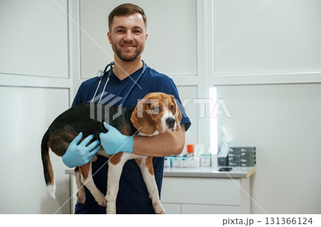 Holding animal in hands. Male veterinarian is working with beagle dog in the clinic 131366124