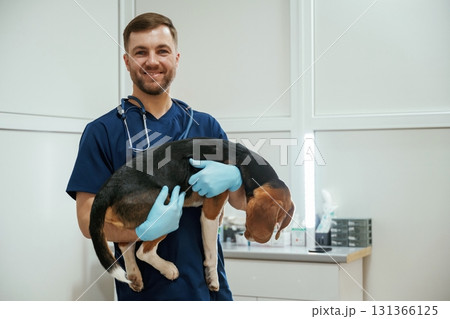 Holding animal in hands. Male veterinarian is working with beagle dog in the clinic 131366125