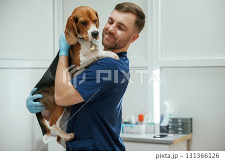 Holding animal in hands. Male veterinarian is working with beagle dog in the clinic 131366126