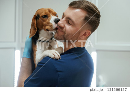 Animal is licking, kissing the man, cute. Male veterinarian is working with beagle dog in the clinic 131366127