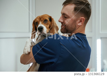 Holding animal in hands. Male veterinarian is working with beagle dog in the clinic Holding animal in hands. Male veterinarian is working with beagle dog in the clinic 131366129