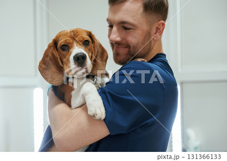After the examination. Holding animal. Male veterinarian is working with beagle dog in the clinic 131366133