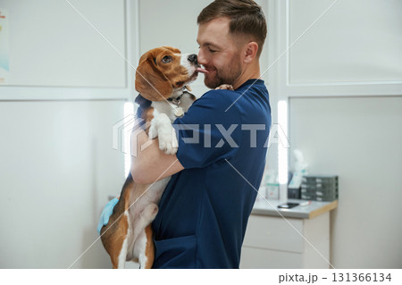 Animal is licking, kissing the man, cute. Male veterinarian is working with beagle dog in the clinic Animal is licking, kissing the man, cute. Male veterinarian is working with beagle dog in the clinic 131366134