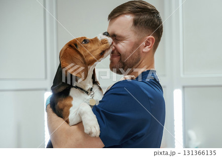 Animal is licking, kissing the man, cute. Male veterinarian is working with beagle dog in the clinic Animal is licking, kissing the man, cute. Male veterinarian is working with beagle dog in the clinic 131366135