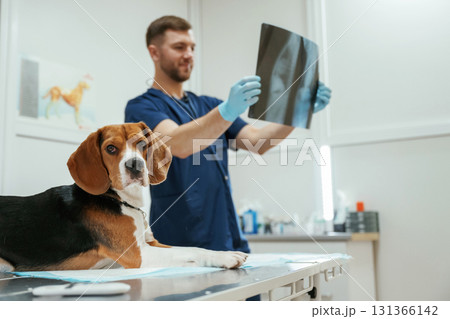 Examining x-ray. Male veterinarian is working with beagle dog in the clinic 131366142