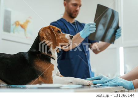 Looking at x-ray. Male veterinarian is working with beagle dog in the clinic Looking at x-ray. Male veterinarian is working with beagle dog in the clinic 131366144