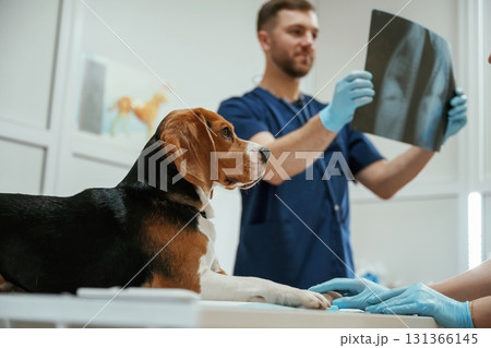 Looking at x-ray. Male veterinarian is working with beagle dog in the clinic 131366145