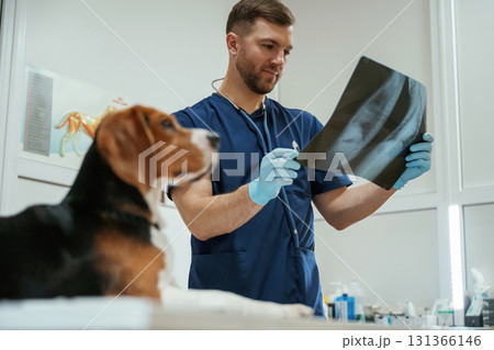 Looking at x-ray. Male veterinarian is working with beagle dog in the clinic Looking at x-ray. Male veterinarian is working with beagle dog in the clinic 131366146