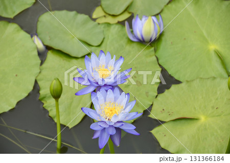 熱帯睡蓮　Tropical water lily	 131366184