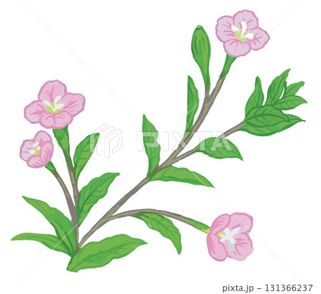 植物のスケッチ素材。野の草花。ベクターイラスト素材。 植物のスケッチ素材。野の草花。ベクターイラスト素材。 131366237