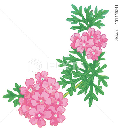 植物のスケッチ素材。野の草花。ベクターイラスト素材。 植物のスケッチ素材。野の草花。ベクターイラスト素材。 131366241