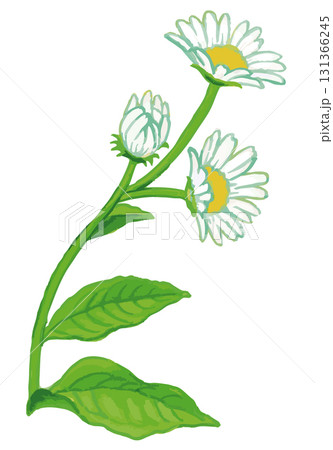 植物のスケッチ素材。野の草花。ベクターイラスト素材。 植物のスケッチ素材。野の草花。ベクターイラスト素材。 131366245