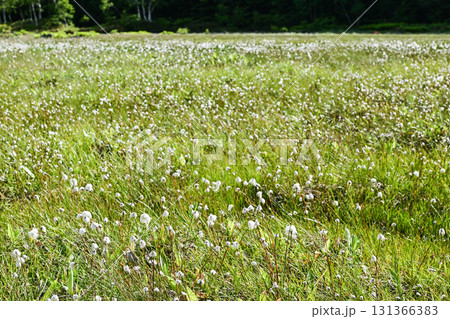 ワタスゲ揺れる志賀高原田ノ原湿原の夏 131366383
