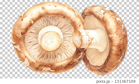 透明背景上的香菇水彩插圖(png) 透明背景上的香菇水彩插圖(png) 131367109