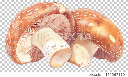 透明背景上的香菇水彩插圖（png） 131367110