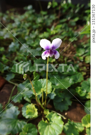 可愛いいパンダスミレの花 131367130