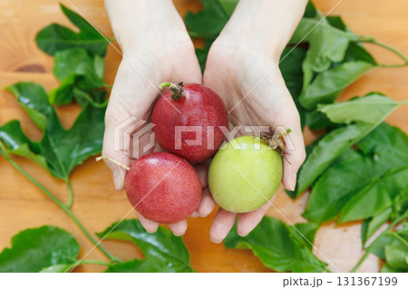 手に包まれたパッションフルーツ 手に包まれたパッションフルーツ 131367199