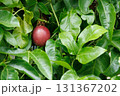 緑豊かな葉とパッションフルーツ 131367202