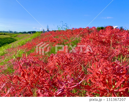 秋晴れの青空の下、土手の斜面に咲き誇る彼岸花〈矢勝川堤/愛知県半田市〉 131367207