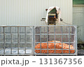 【北海道　人参の洗浄】 131367356