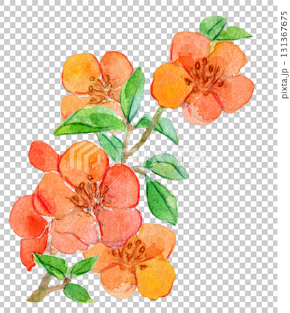 水彩イラスト 日本の植物 クサボケ 水彩イラスト 日本の植物 クサボケ 131367675