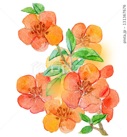 水彩イラスト　日本の植物　クサボケ 131367676