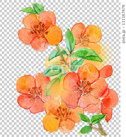 水彩イラスト　日本の植物　クサボケ 131367676