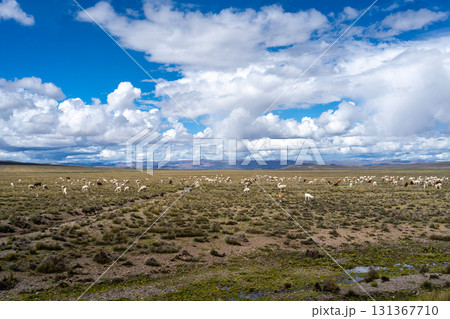 Herd of alpacas and llamas grazing in the highlands of Peru Herd of alpacas and llamas grazing in the highlands of Peru 131367710