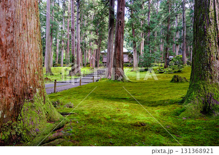 苔の庭と拝殿 苔の庭と拝殿 131368921