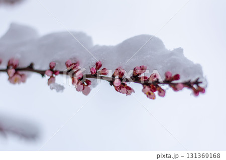 Snow covered plum blossom branch in winter 131369168