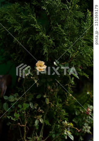 Yellow rose blooming on bush with green foliage background Yellow rose blooming on bush with green foliage background 131369179