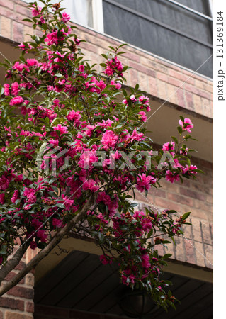 Pink camellia flowers blooming on tree near brick building 131369184
