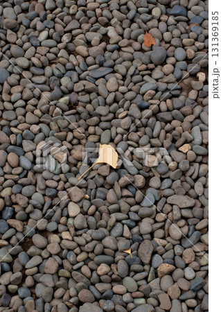 Yellow ginkgo leaf on gray pebbles background 131369185