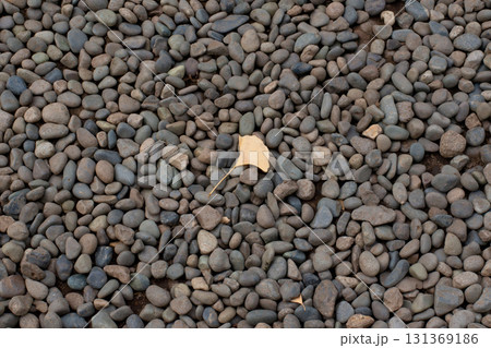 Yellow ginkgo leaf on gray pebbles background Yellow ginkgo leaf on gray pebbles background 131369186