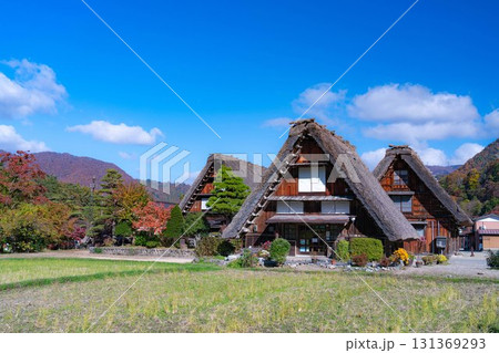 【世界遺産】紅葉真っ盛りの白川郷【岐阜県】 131369293