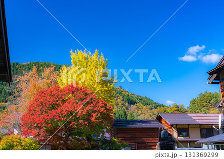【世界遺産】紅葉真っ盛りの白川郷【岐阜県】 【世界遺産】紅葉真っ盛りの白川郷【岐阜県】 131369299