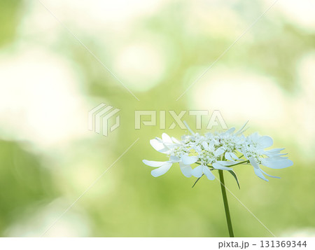 白いオルレアの花 131369344