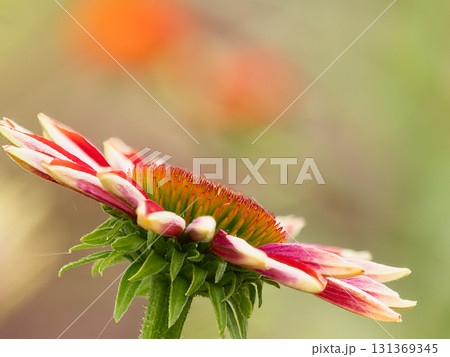 赤いガイラルディア 131369345