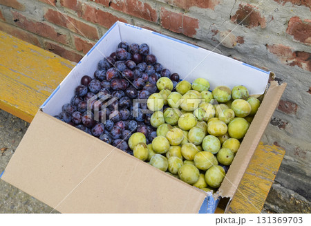Cardboard box with plums. Plum blue and yellow Cardboard box with plums. Plum blue and yellow 131369703
