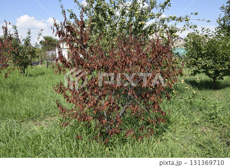 Fatalities among young cherry trees. The result of waterlogging of roots. High level of groundwater 131369710