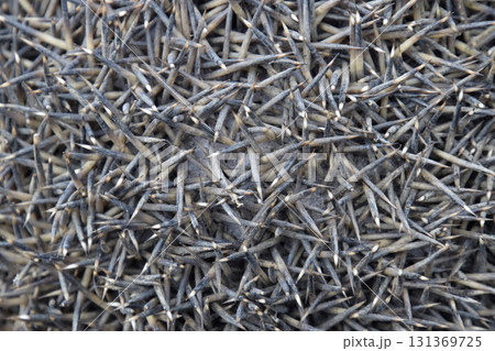Texture hedgehog needles. The surface of the hedgehog back Texture hedgehog needles. The surface of the hedgehog back 131369725