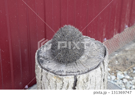 Hedgehog on the tree stump. Hedgehog curled up into a ball Hedgehog on the tree stump. Hedgehog curled up into a ball 131369747