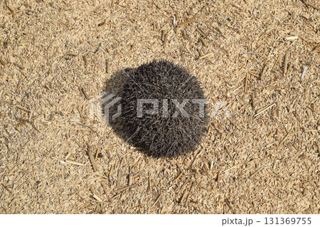 Hedgehog on rice husk. Hedgehog curled up into a ball 131369755