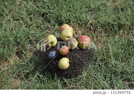 Hedgehog on a green grass. Hedgehog needles pinned on apples, peaches and plums. Hedgehog curled up into a ball Hedgehog on a green grass. Hedgehog needles pinned on apples, peaches and plums. Hedgehog curled up into a ball 131369758